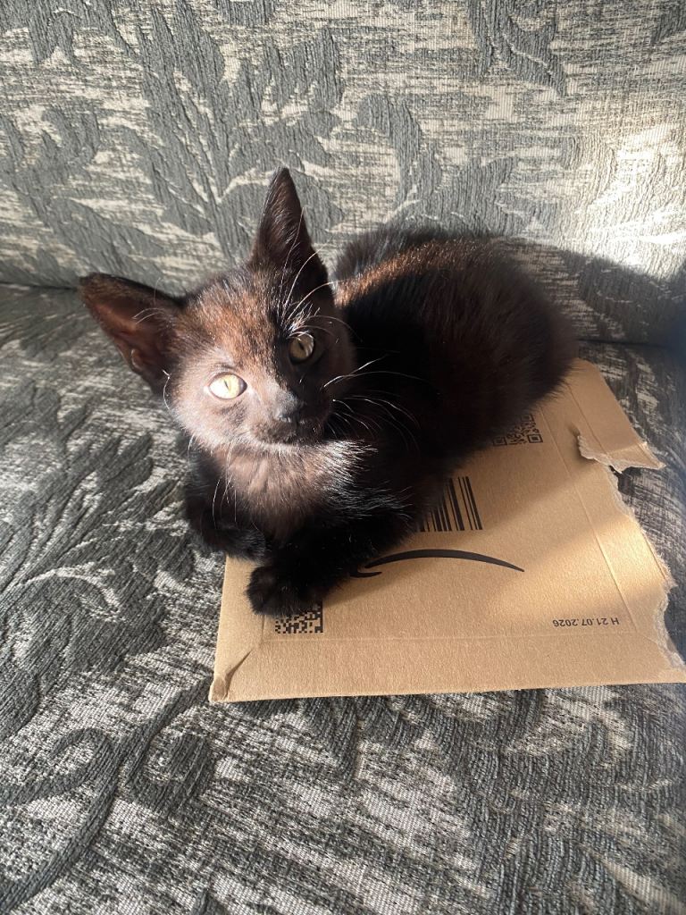 9 weeks old black kitten