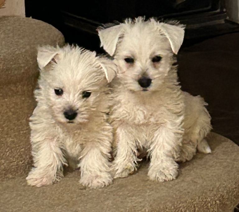 Stunning West Highland pups