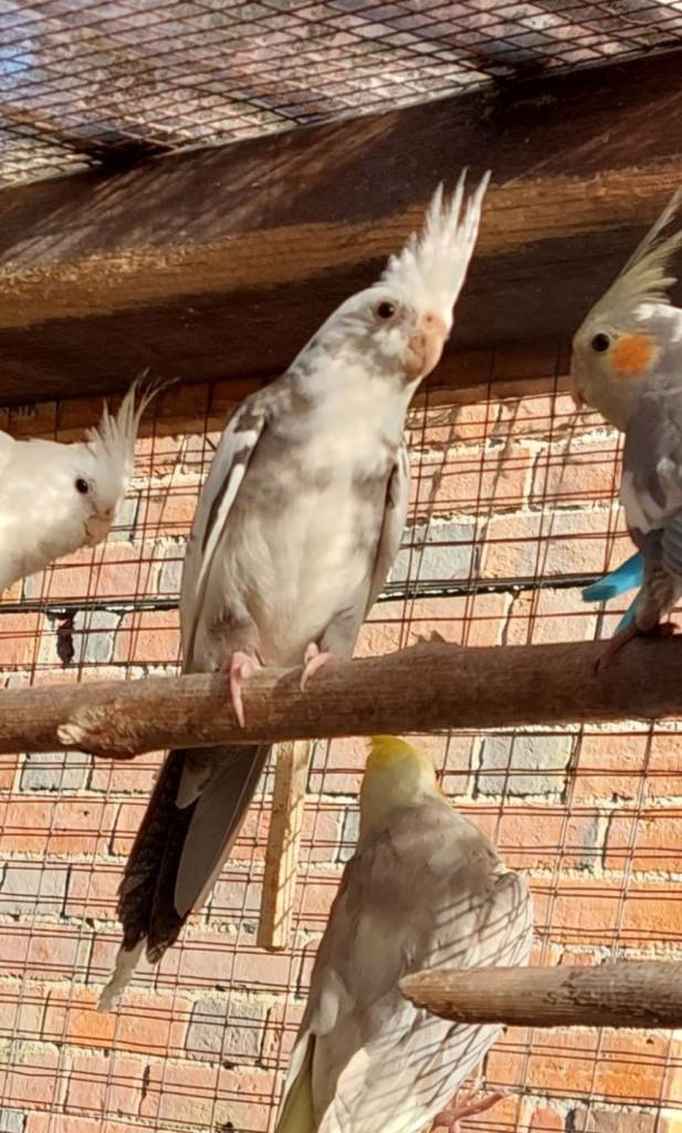 Cockatiel babies ready July 4th