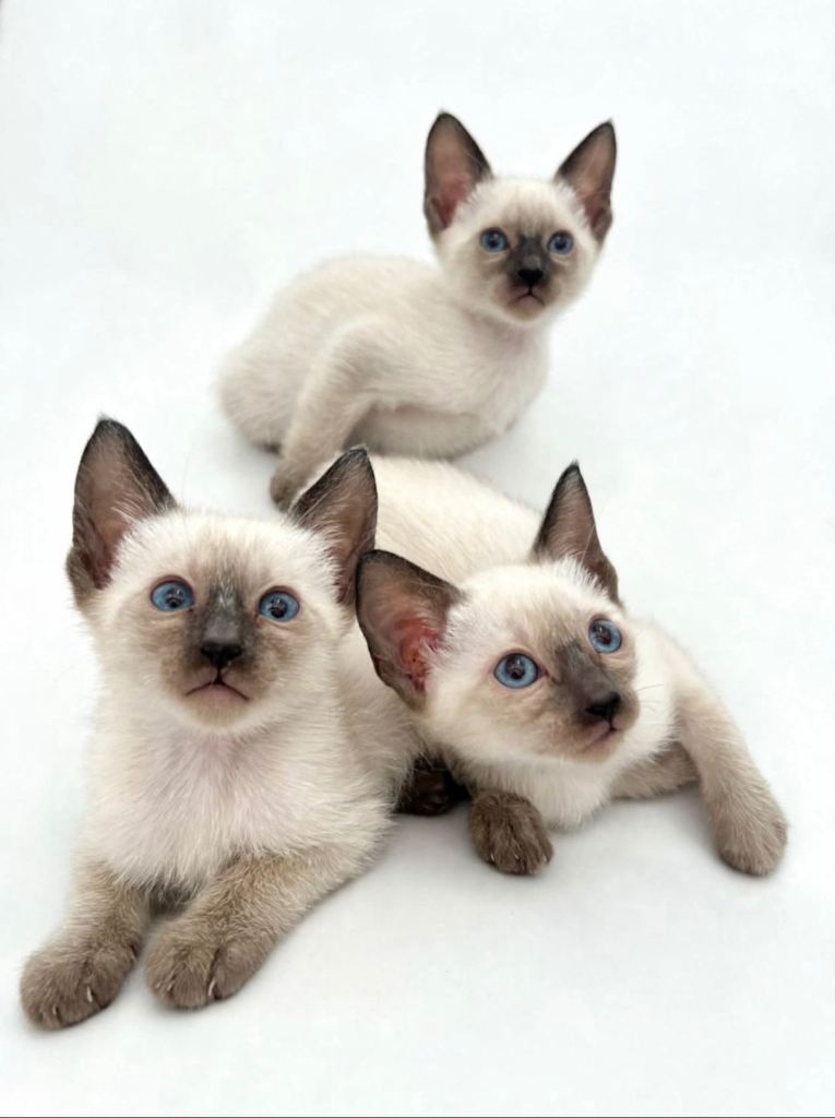 Beautiful Siamese Kittens Looking for Loving Homes Ready this weekend 