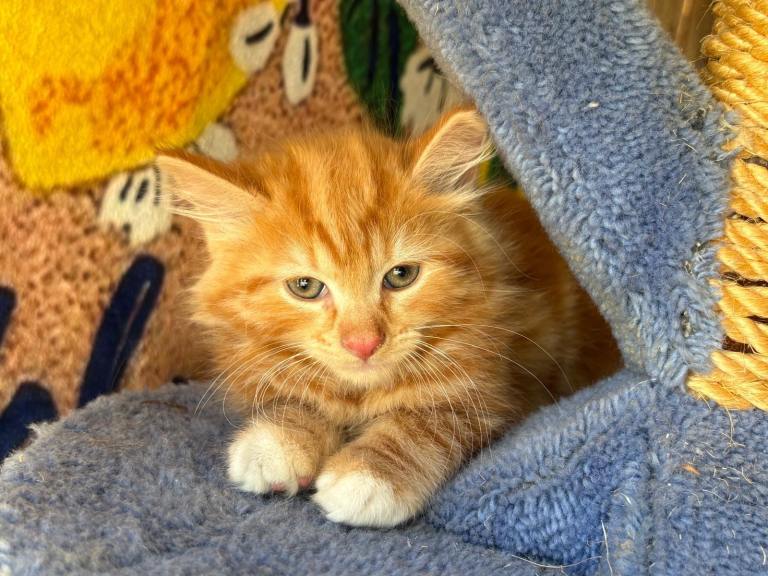 Fluffy ginger and tortoise shell kittens 