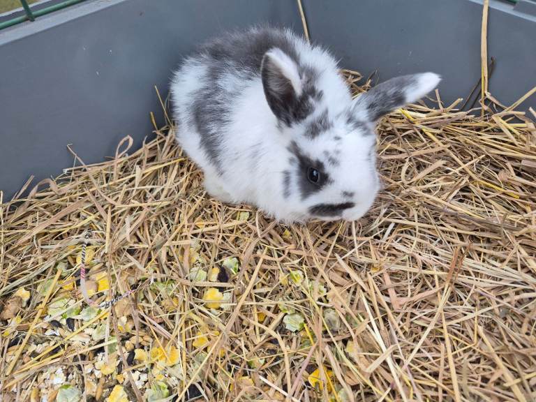I have 1 female and 5 mini lop eat bunnies