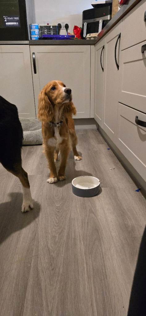 Cocker Spaniel 6 months old