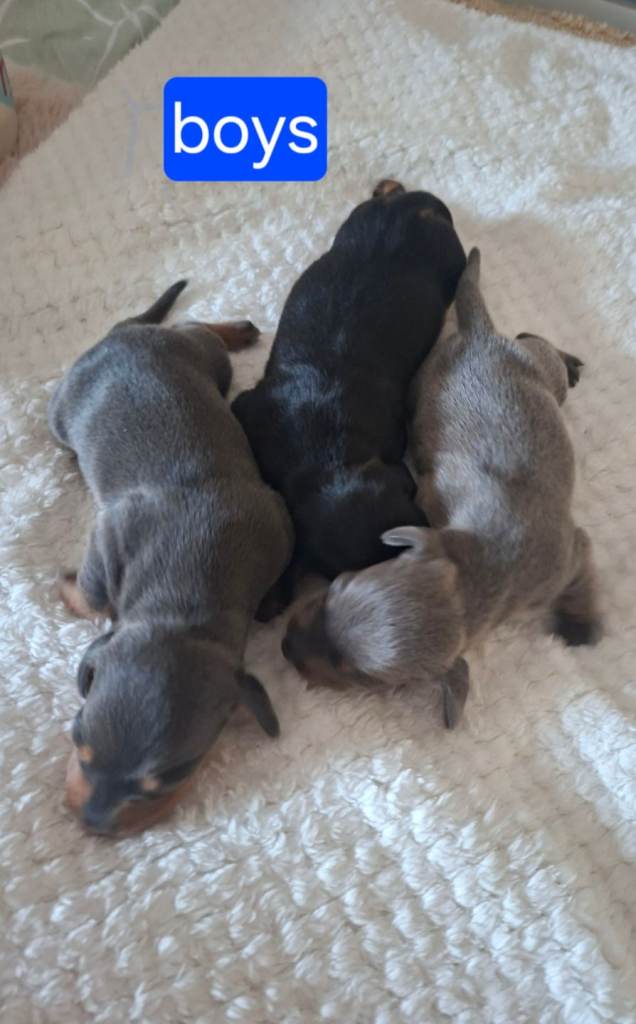 3 boys left  stunning mini dacshunds