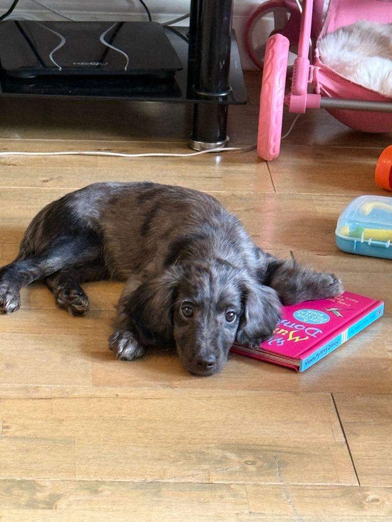 Beautiful 11 Week Old Cockapoo Puppy (Spaniel Type) 