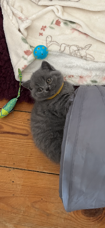 Adorable British Blue Shorthair Kittens  