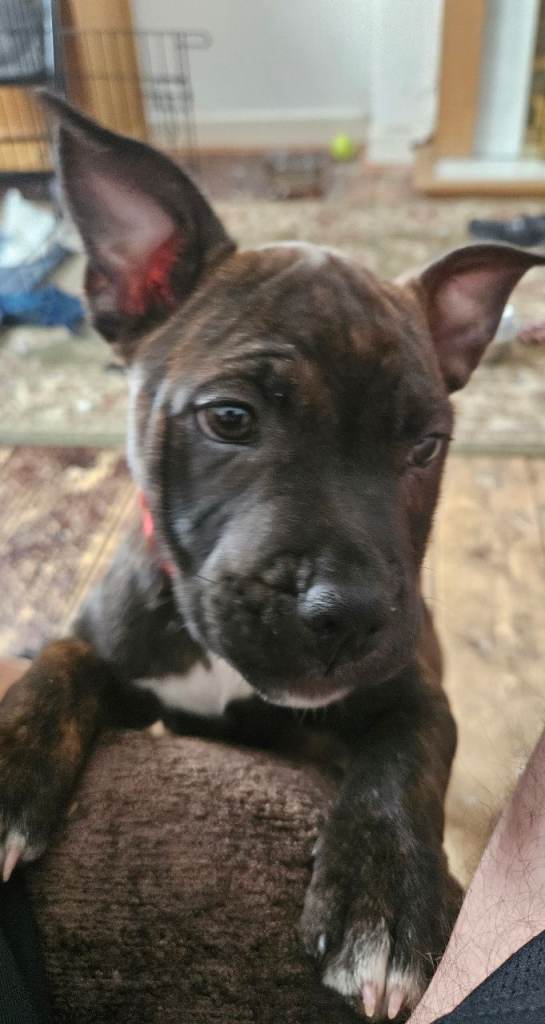 French mix sharpei staffy