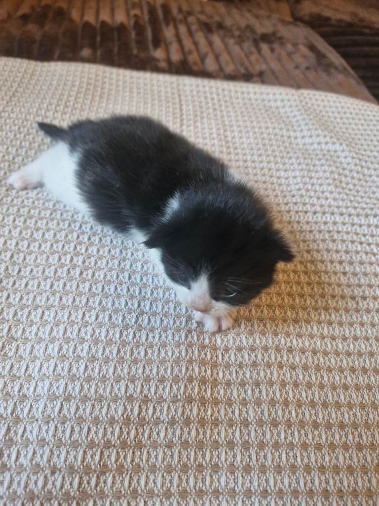 Kittens for sale 