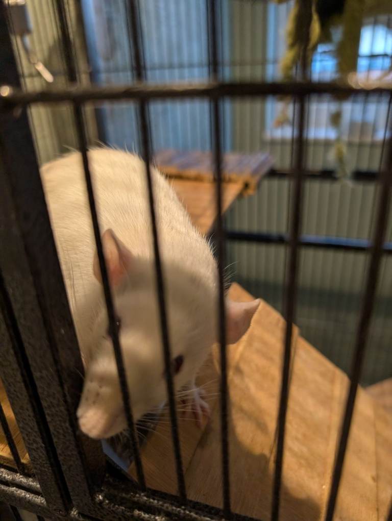 2 female rats and cage for sale