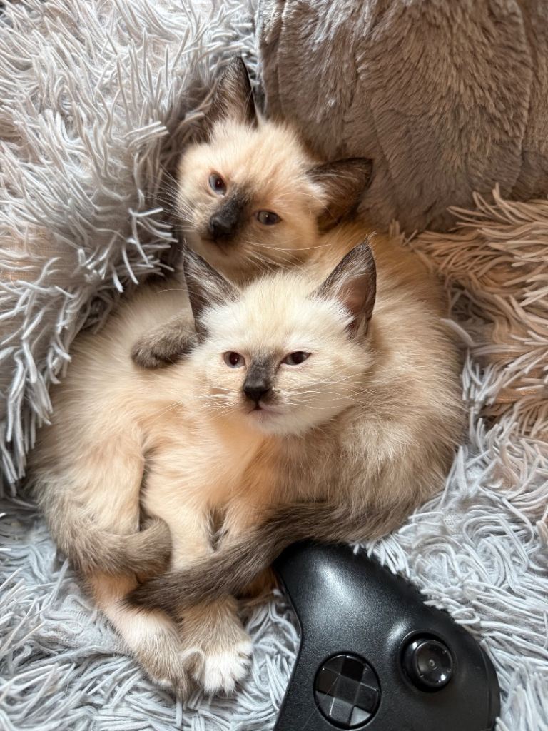 Ragdoll/quarter British blue for sale.