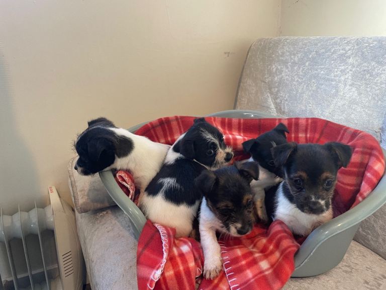 Jackrussel puppies 