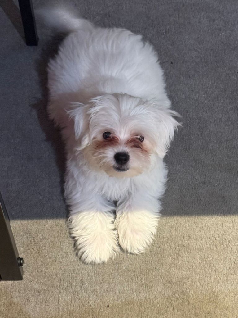 Bichon for sale 