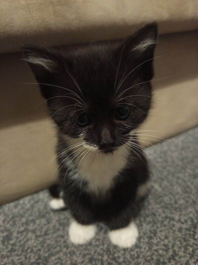 4 adorable kittens, ready to leave now