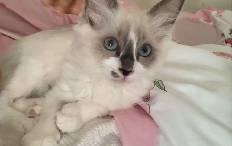 Male Ragdoll, 11 Weeks (also available in Peterborough)
