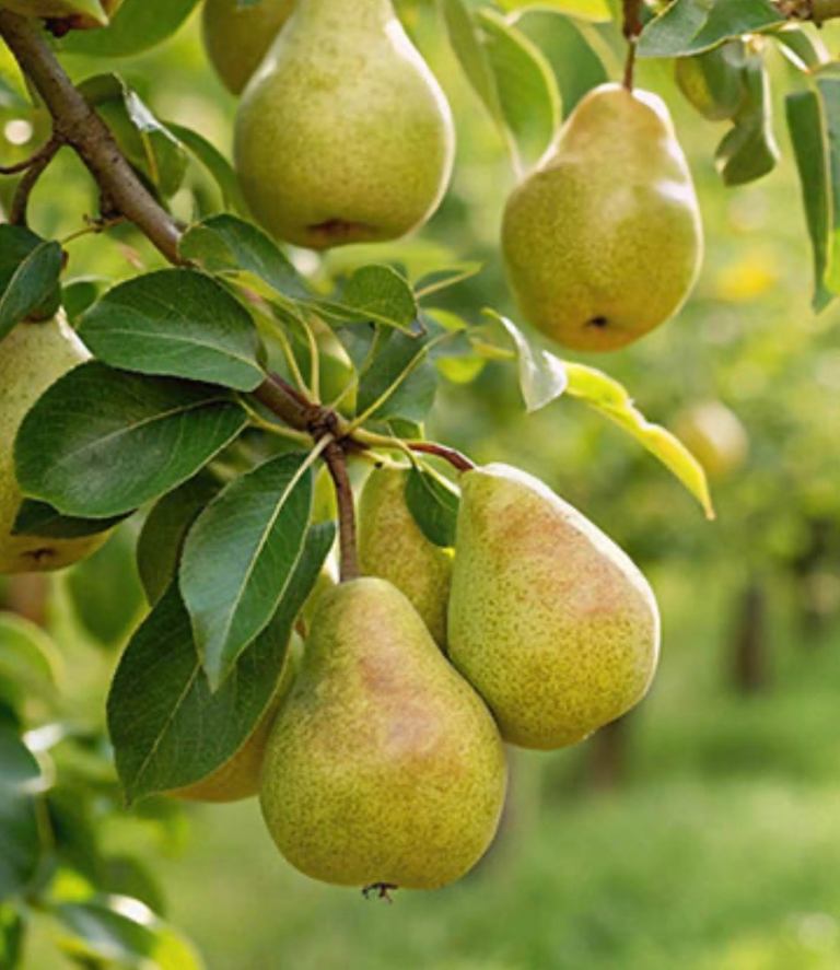 Patio pear garden pearl tree bare