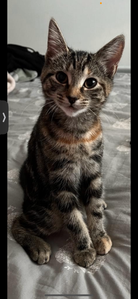 Beautiful Cat 
