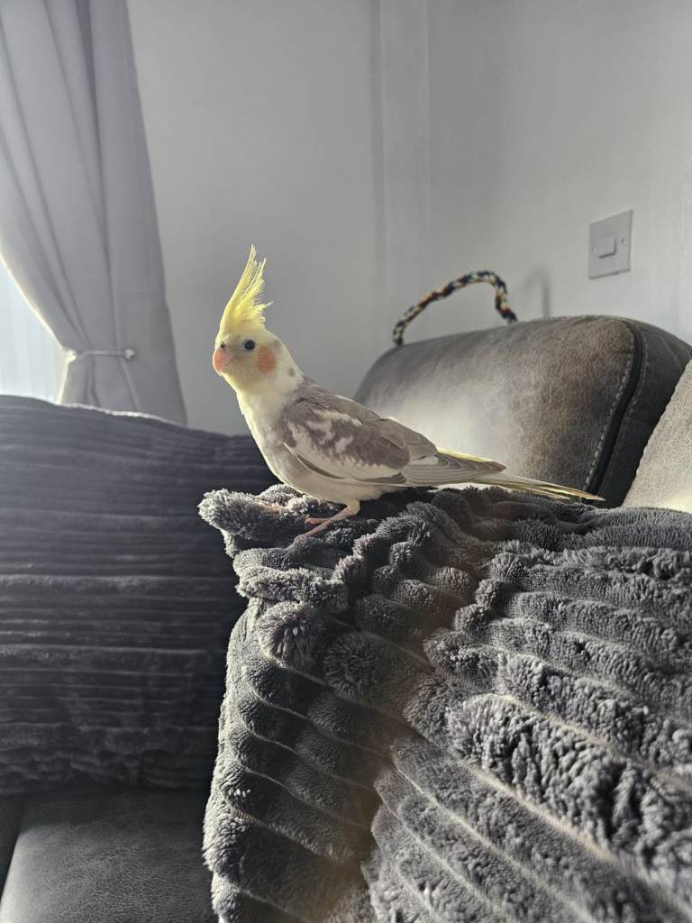 Cockatiel for sale 