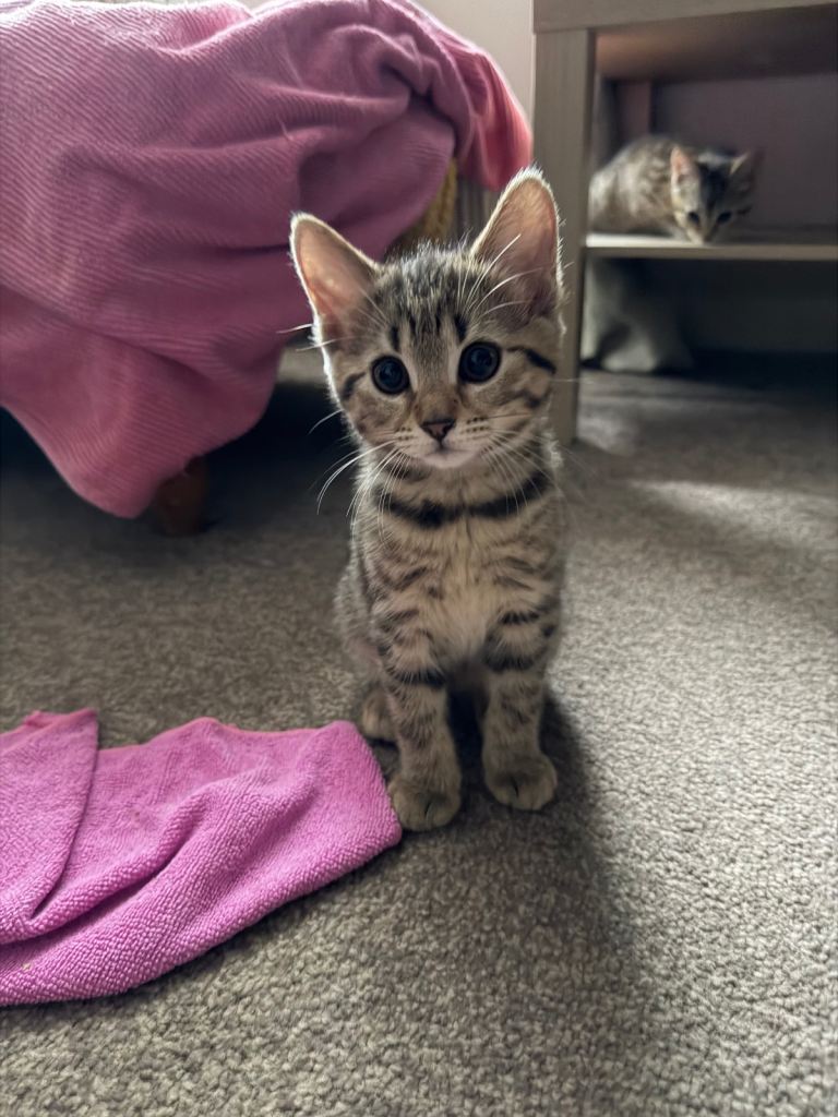 Two female kittens available 
