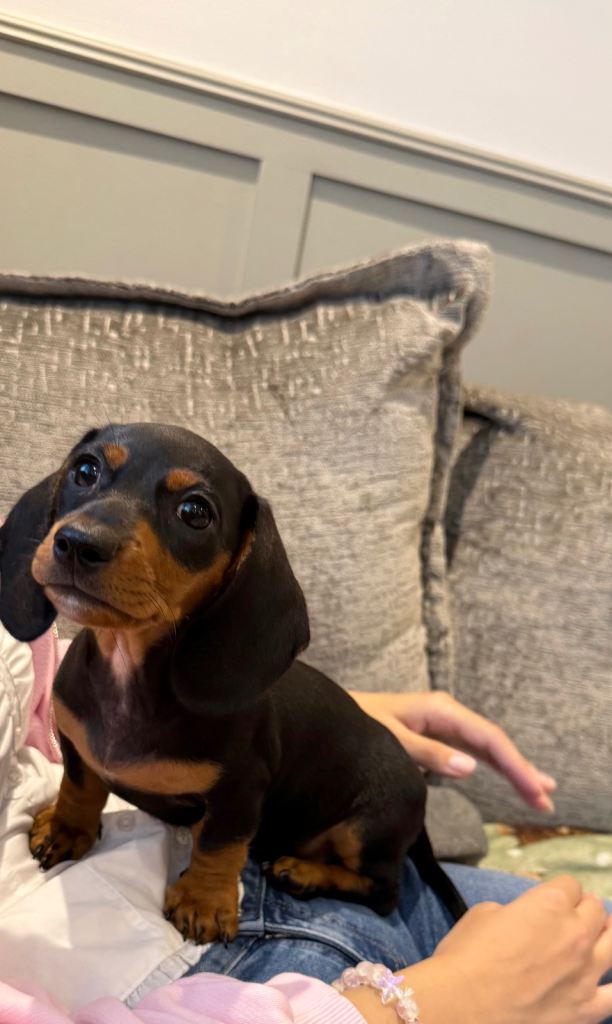Mini Dachshund Boy 