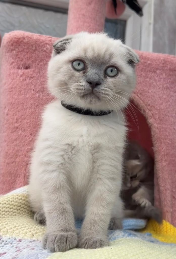British shorthair kitten