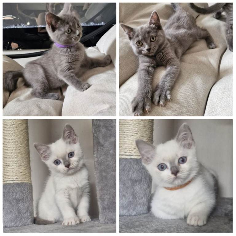 *LAST TWO* *READY NOW* STUNNING LITTER OF RAGDOLL X BRITISH SHORTHAIR BLUE POINTED BICOLOR 