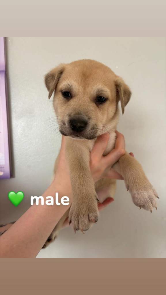 Husky x staffy puppies
