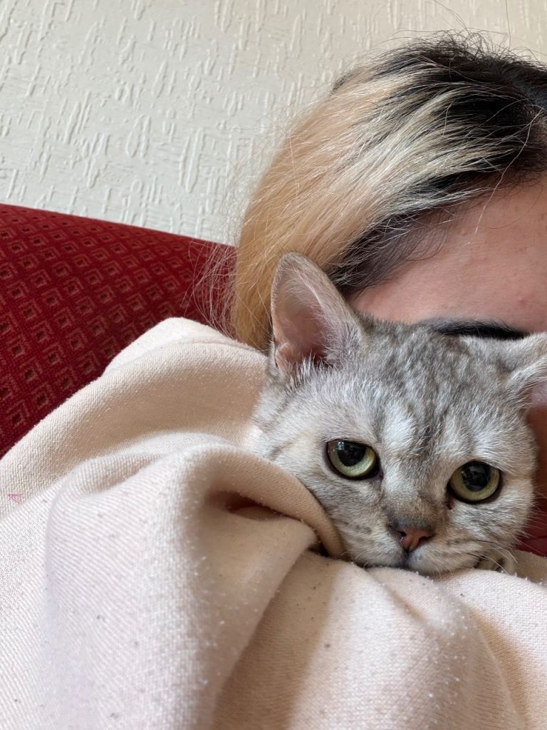 Beautiful Silver Tabby Kitten Looking for a Loving Home 