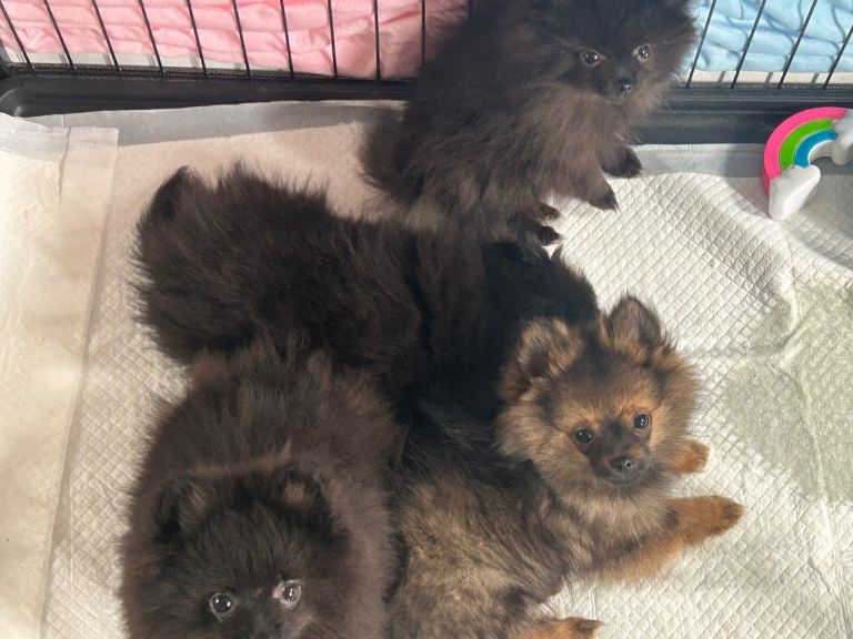 Pomeranian puppies