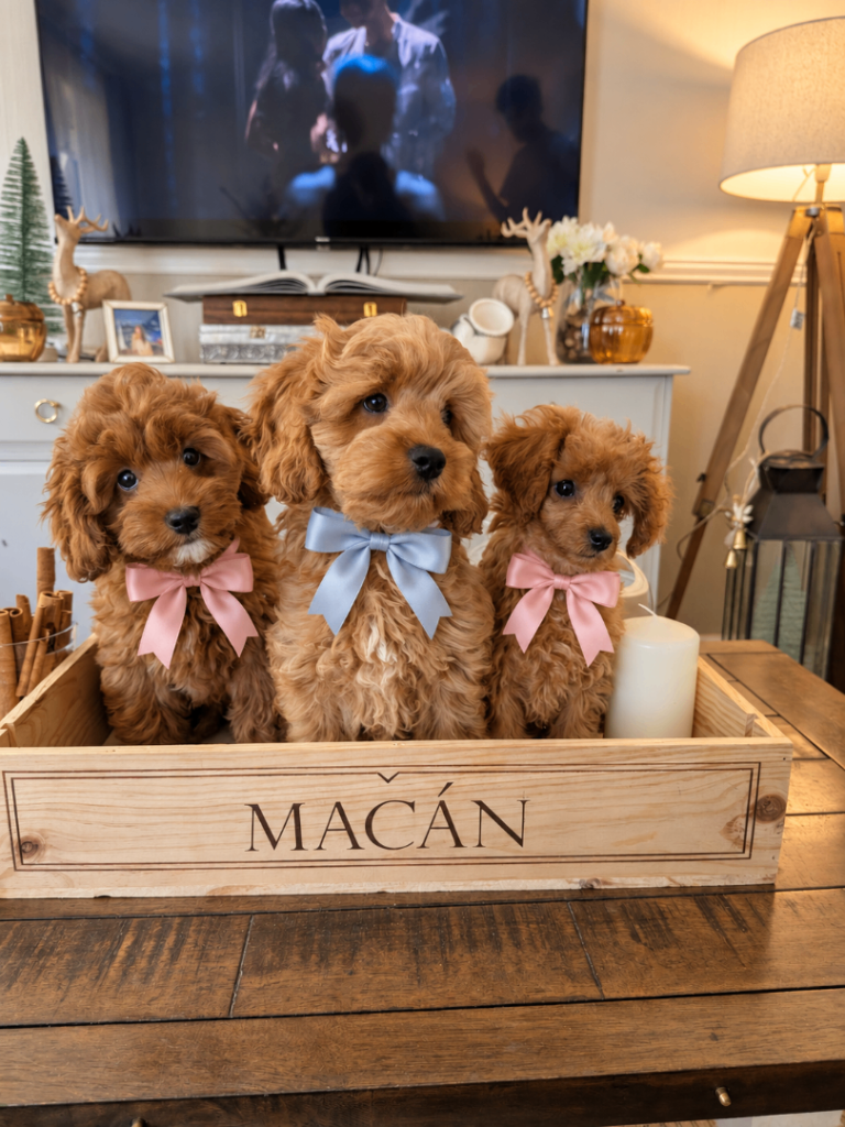 Beautiful F1B Cockapoo Puppies – Ready Now 🐾