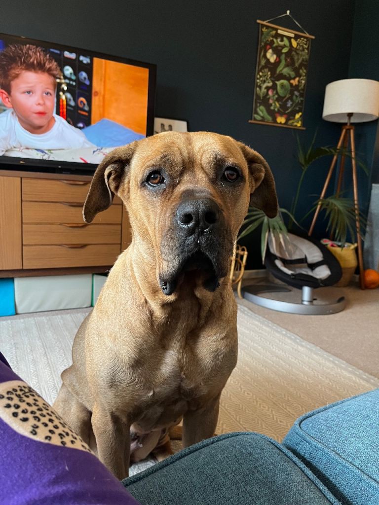 Rehome presa x cane corso