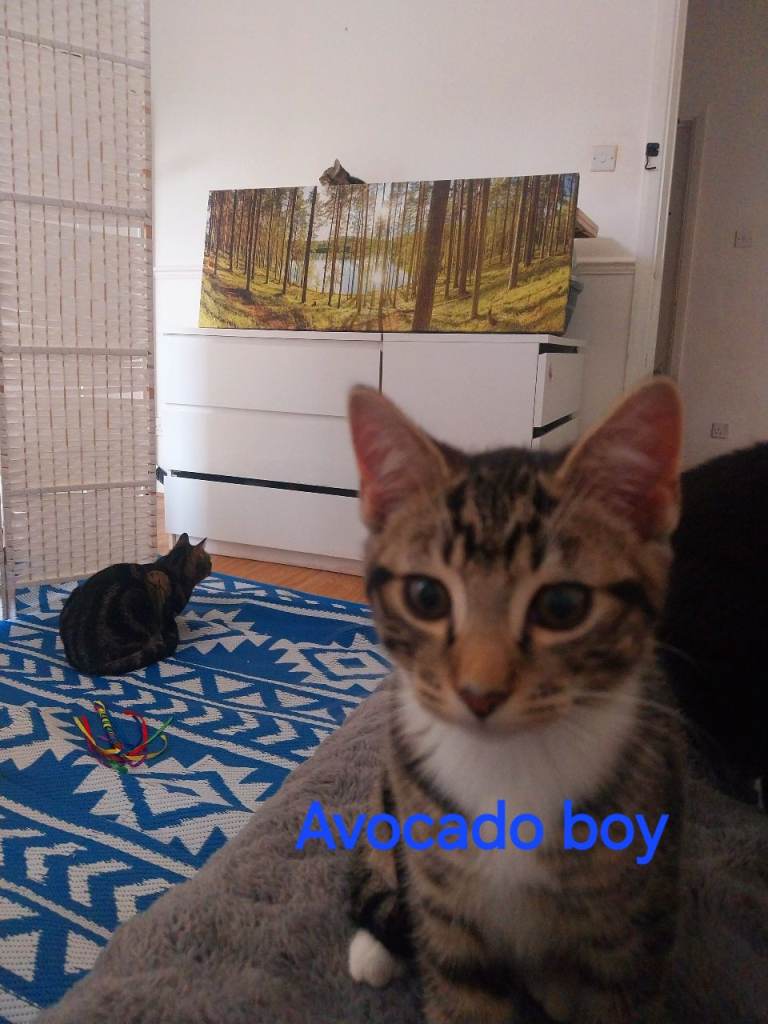 Playfull kittens looking for loving home 