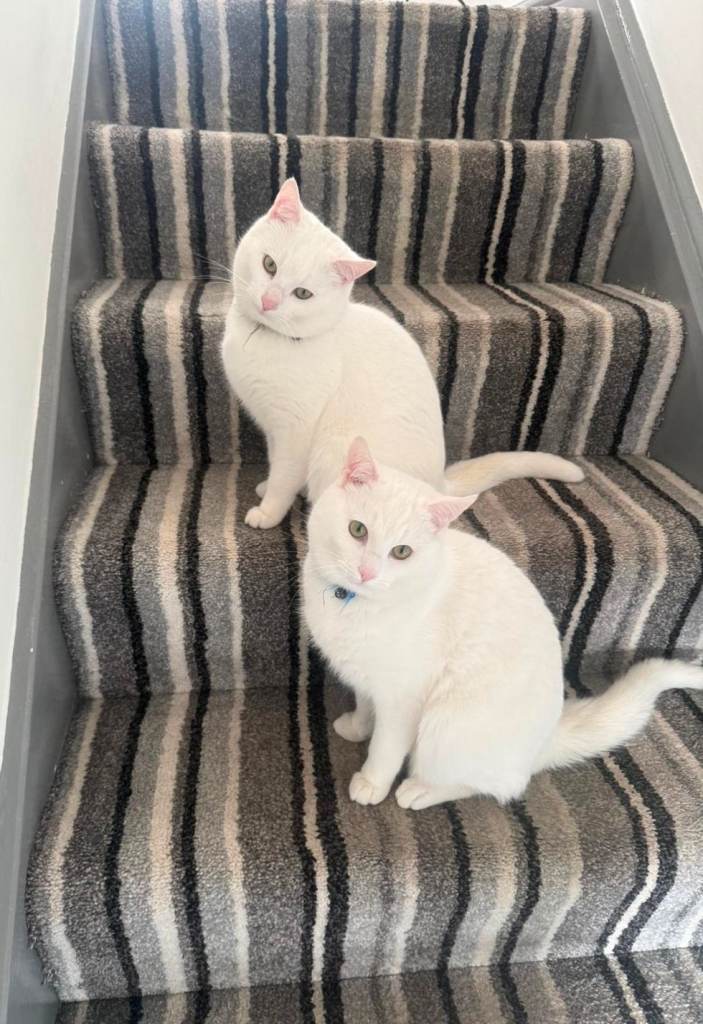2 white cats for sale