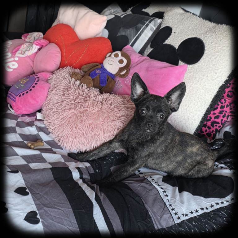 ❤️⭐️  Adorable Frenchie poms ❤️⭐️Only One Girl Left ⭐️⭐️