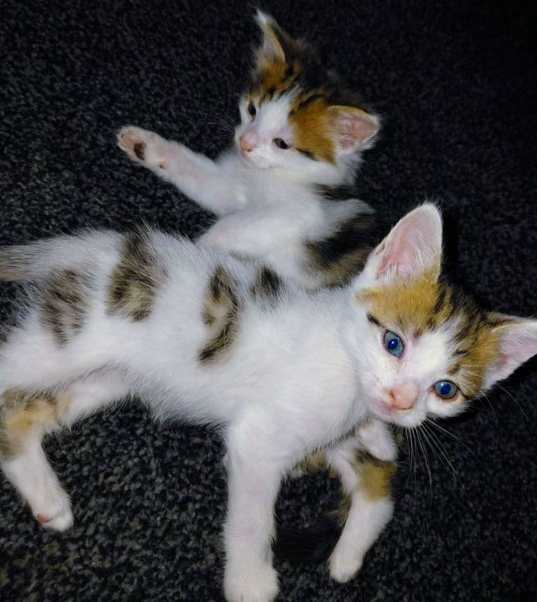 kittens for sale 