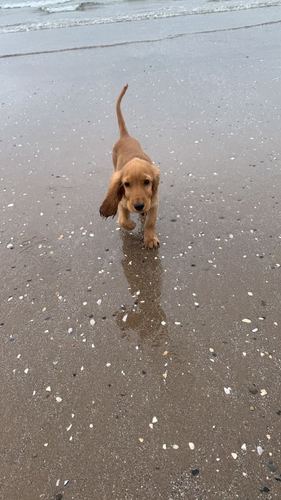 Cocker spaniel for rehoming | in Paisley, Renfrewshire | Gumtree