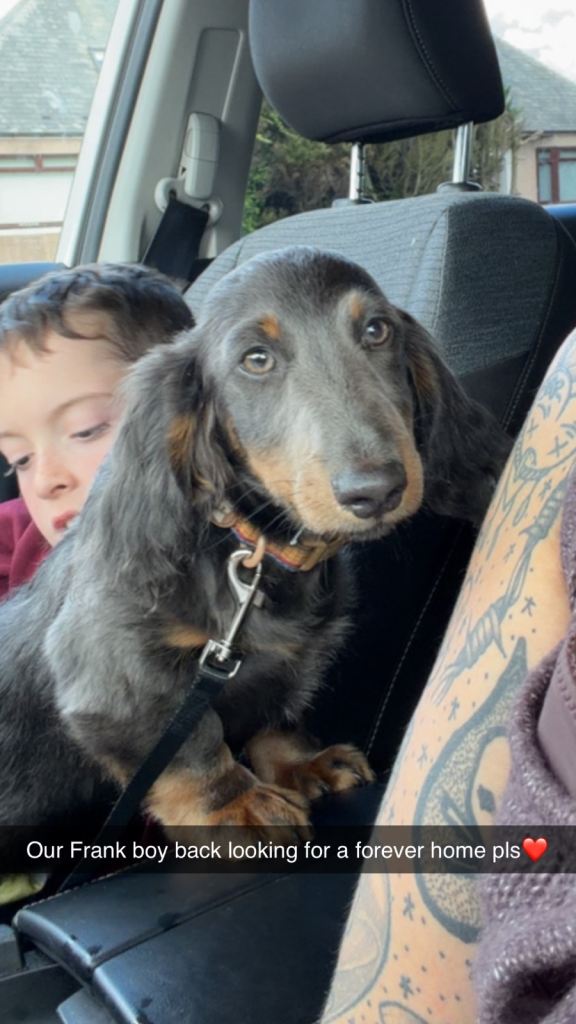Male mini dachshund 