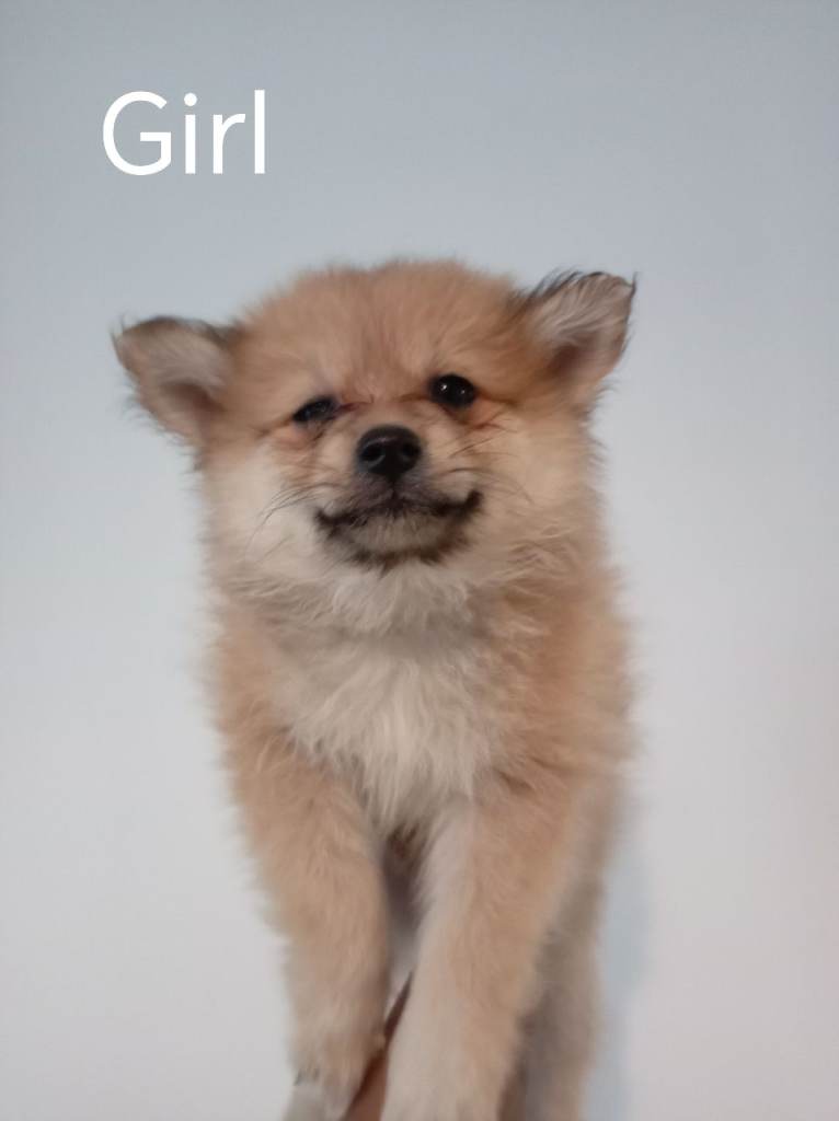 REDUCED 3/4 Pomeranian 1/4 German Spitz