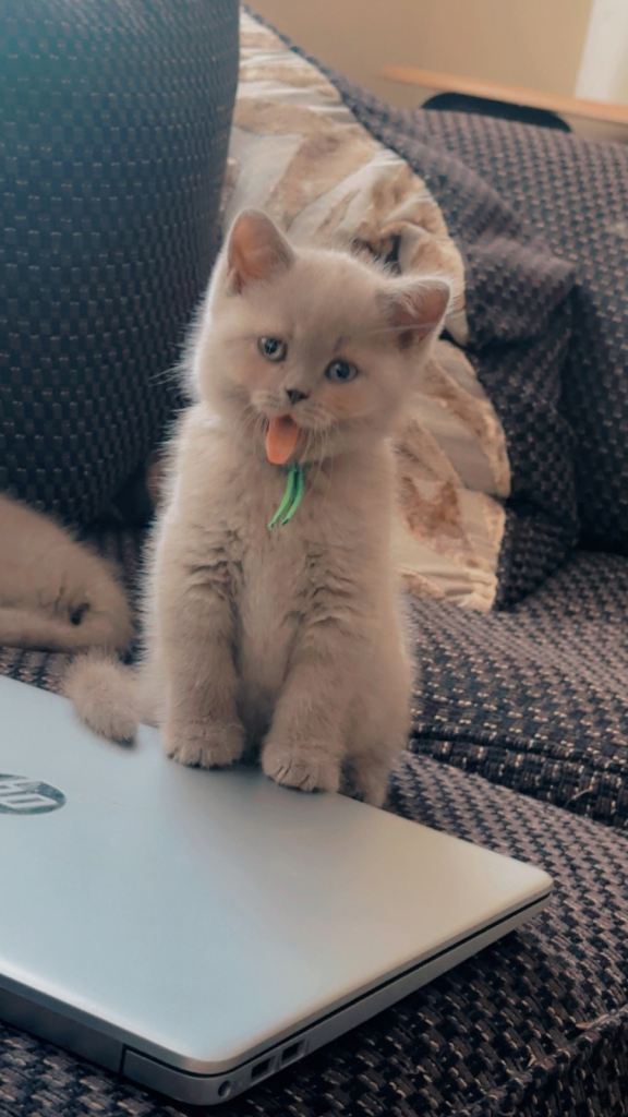 British Shorthair Kittens - Lilac Colour 