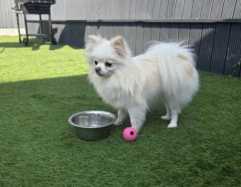 pomeranian female (white)