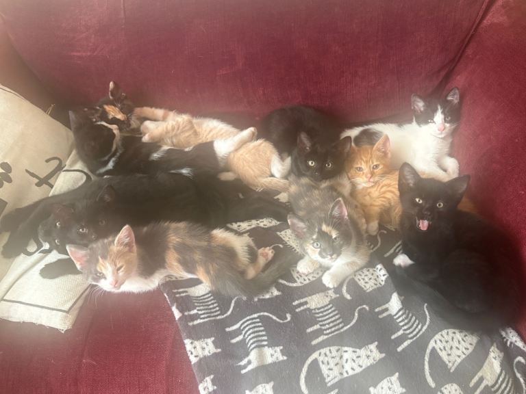 Gorgeous kittens