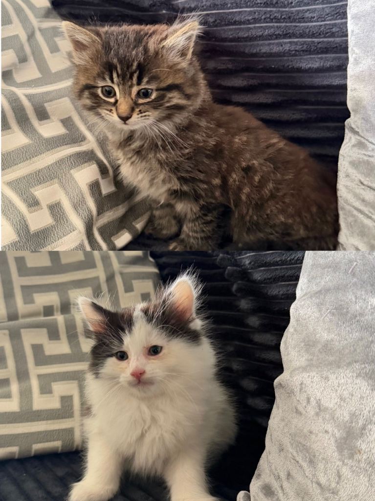 Two Kittens for sale in Bradford