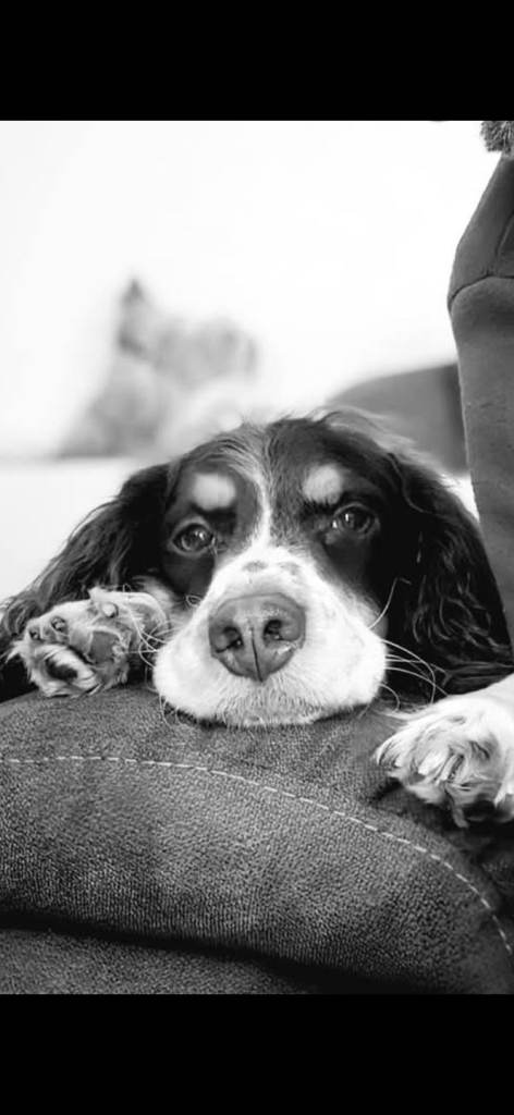 Cockapoo