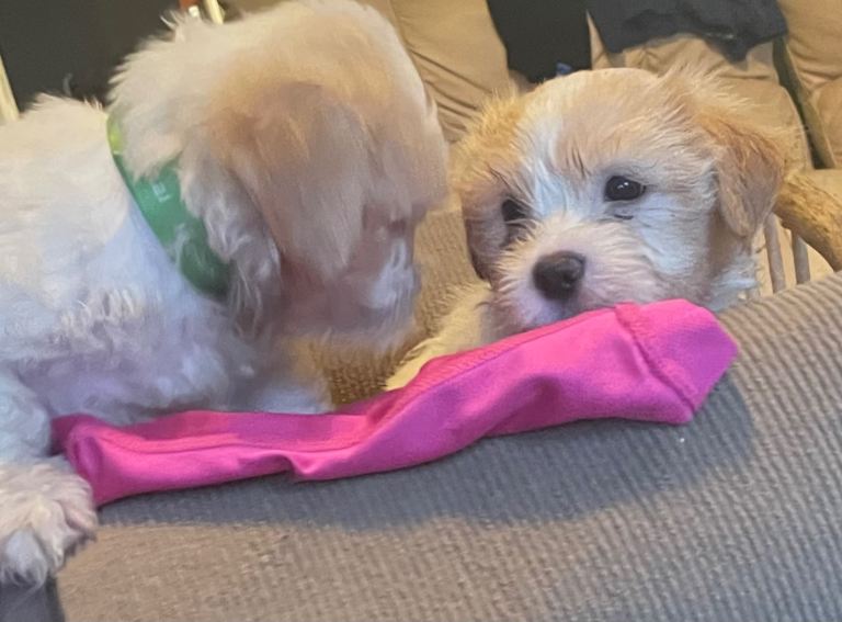 Shih TzuPuppies 