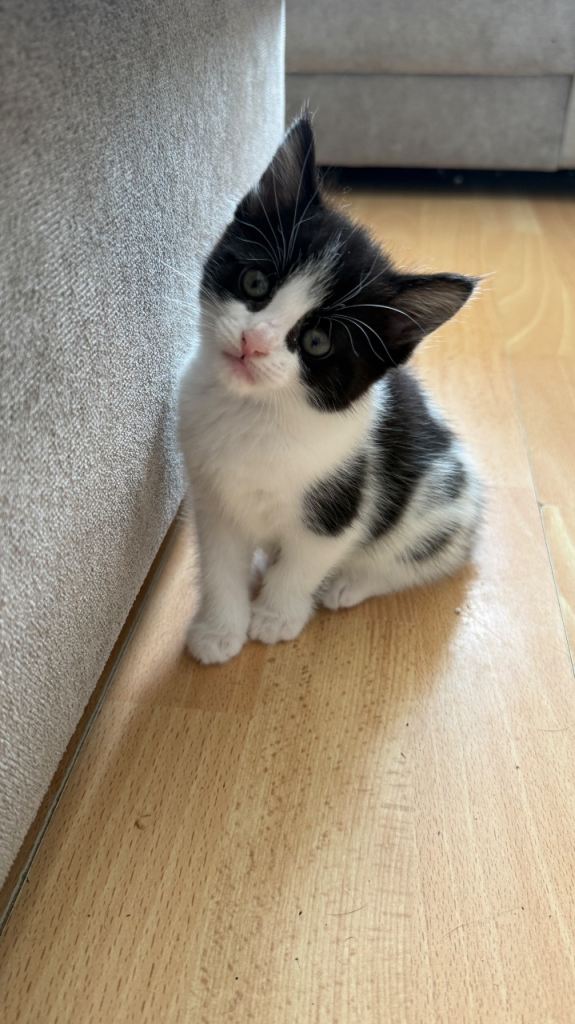 Beautiful kittens 