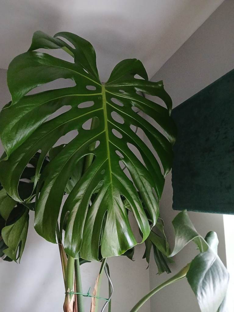 House plant 
