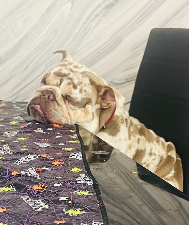 20 month old female English bulldog 