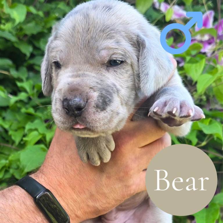 Great Dane x Cane corso puppies 