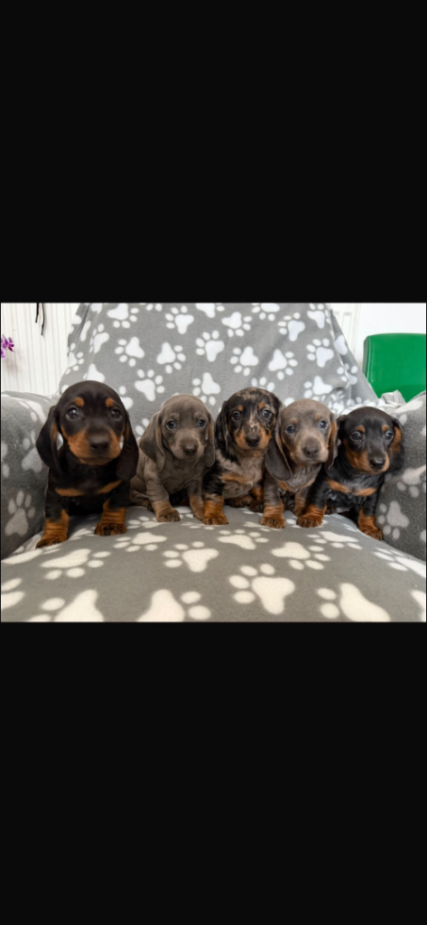 Miniature Dachshund puppies 