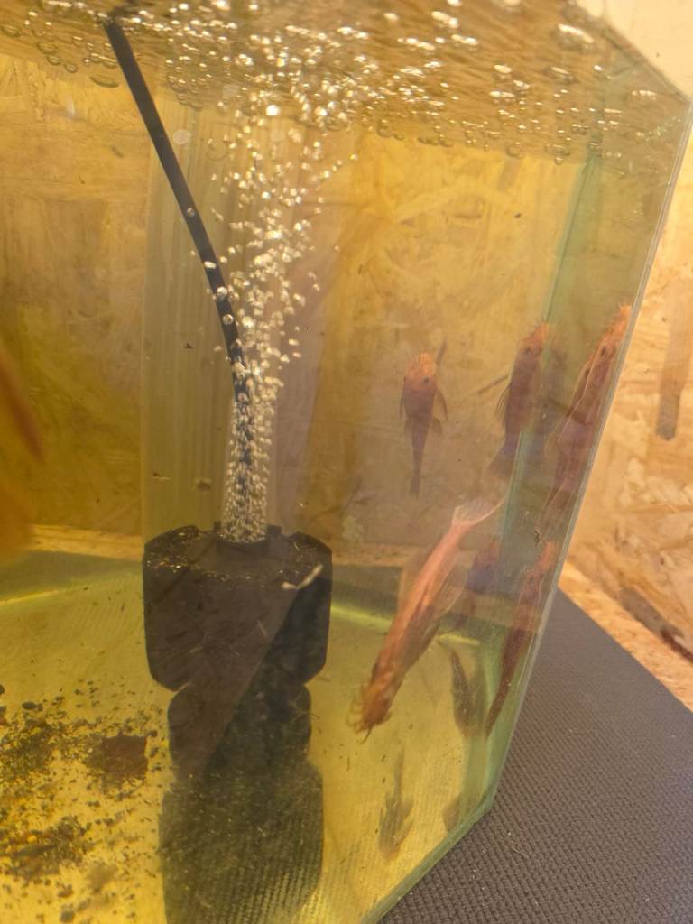 Super red bristlenose plecos 