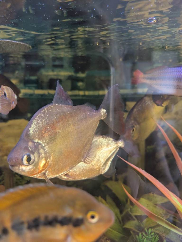 Beautiful tropical centre piece fish for large aquarium 